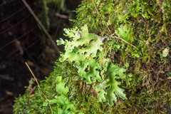 Pseudocyphellaria homoeophylla