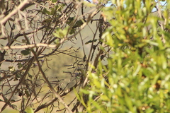 Phaeoptila sordida