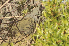 Phaeoptila sordida