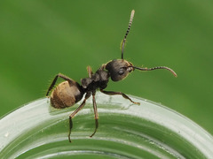 Dolichoderus bispinosus