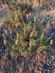 Plectocephalus chilensis