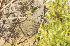 Phaeoptila sordida
