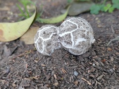 Mycenastrum corium