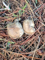 Suillus pungens