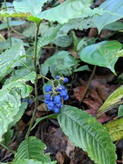 Palicourea cyanococca