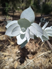 Eucalyptus macrocarpa