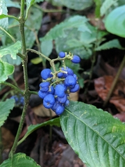 Palicourea cyanococca