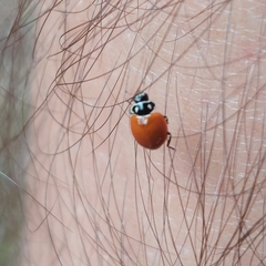 Cycloneda emarginata