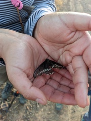 Battus polydamas psittacus