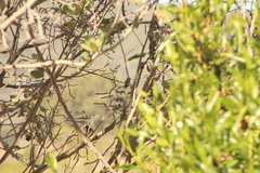 Phaeoptila sordida