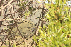 Phaeoptila sordida