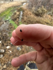 Pyrgulopsis