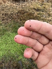 Pyrgulopsis