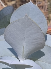 Eucalyptus macrocarpa