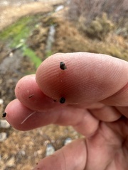 Pyrgulopsis