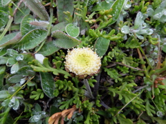 Leptinella pyrethrifolia