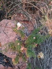 Plectocephalus chilensis