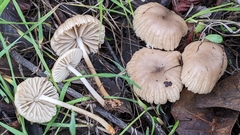 Marasmius albogriseus