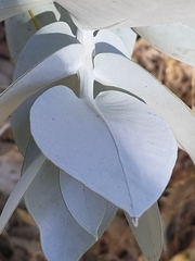 Eucalyptus macrocarpa