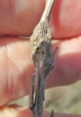 Neolasioptera lathami