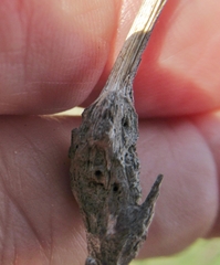 Neolasioptera lathami