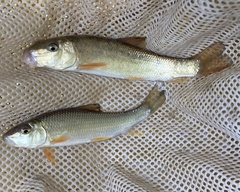 Moxostoma erythrurum