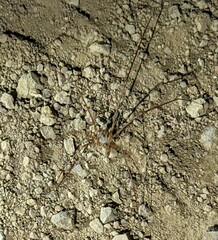 Scytodes globula