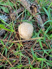 Amanita pantherina