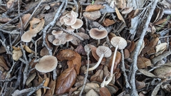 Marasmius albogriseus