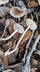 Marasmius albogriseus