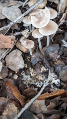 Marasmius albogriseus