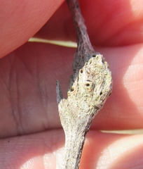 Neolasioptera lathami