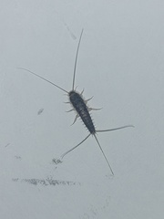 Ctenolepisma longicaudatum