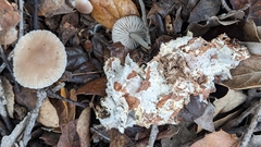 Marasmius albogriseus