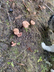 Laccaria amethysteo-occidentalis