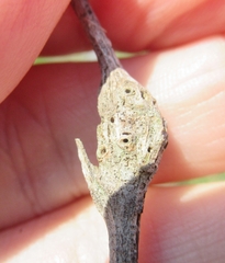 Neolasioptera lathami