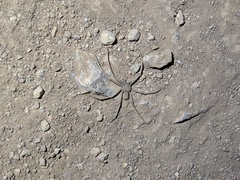 Sicarius thomisoides