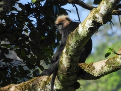 Semnopithecus johnii