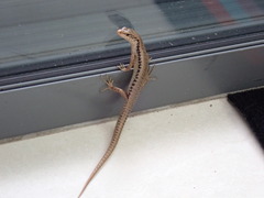 Concinnia tenuis