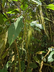 Myriocarpa longipes