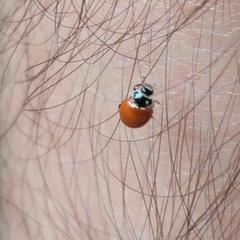 Cycloneda emarginata