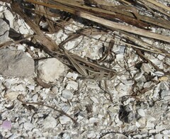 Schistocerca serialis cubense