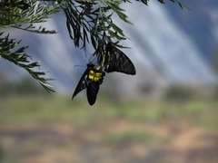 Troides minos