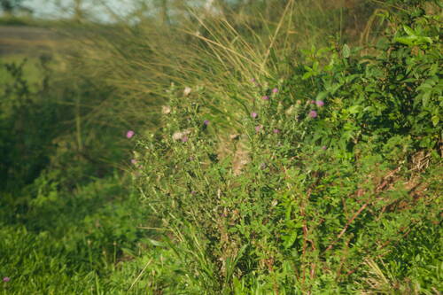 Cirsium vulgare observed 2022-12-26