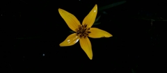 Bidens triplinervia