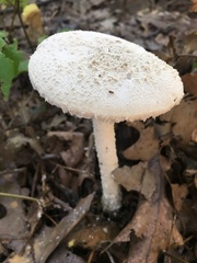 Amanita longipes