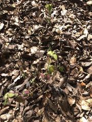 Lippia graveolens