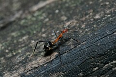 Leptomyrmex rufithorax