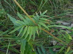 Valeriana alternifolia