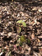 Lippia graveolens